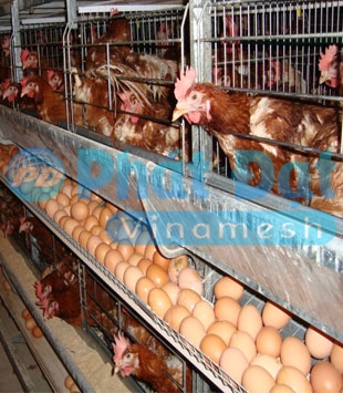 Lồng gà đẻ trứng năng suất cao