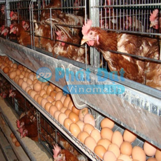 Lồng gà đẻ trứng năng suất cao